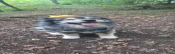 Mixed Breed dogs for stud: BUDDY  in Whitstable - Advert 5