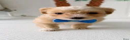 Maltipoo dogs for sale: Maltipoo puppies  - Advert 8