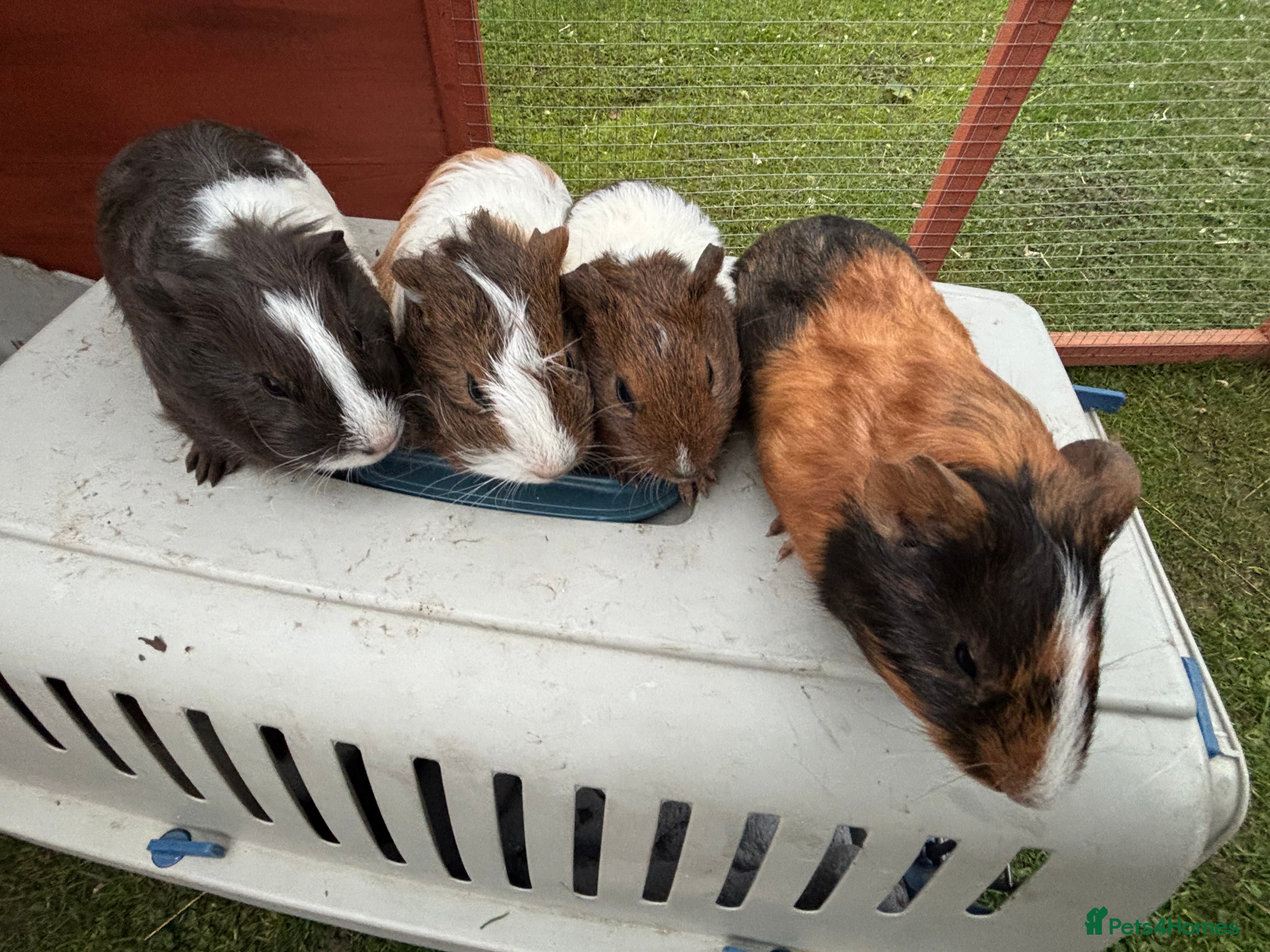 Guinea Pig rodents Baby guinea pigs  - Advert 1