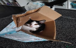 Mixed Breed cats for sale: Beautiful 4 month old girl - Image 1