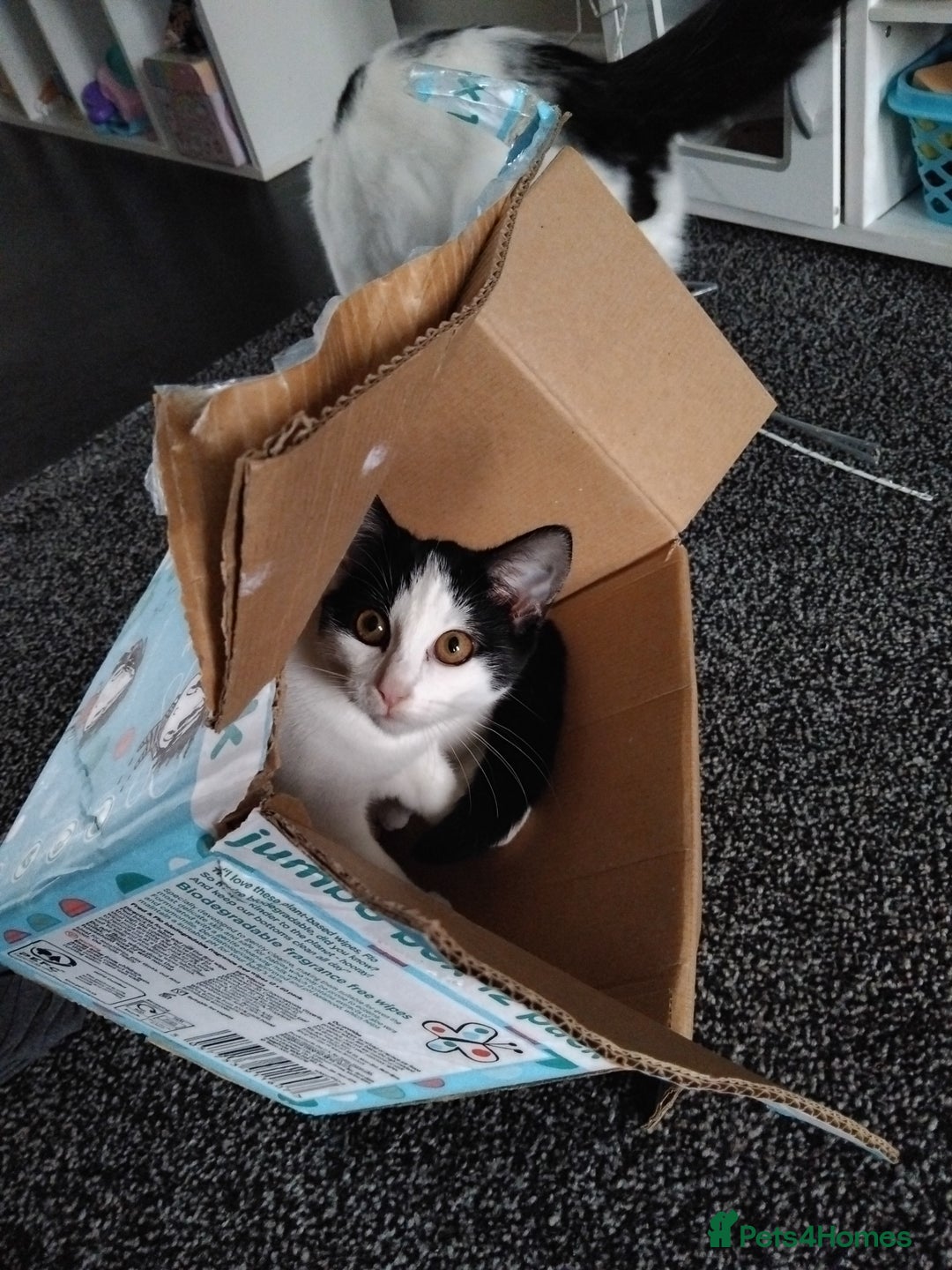 Mixed Breed cats for sale: Beautiful 4 month old girl - Image 1