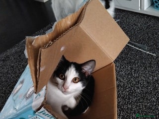 Mixed Breed cats for sale - Advert 1