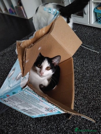 Mixed Breed cats - Advert 1