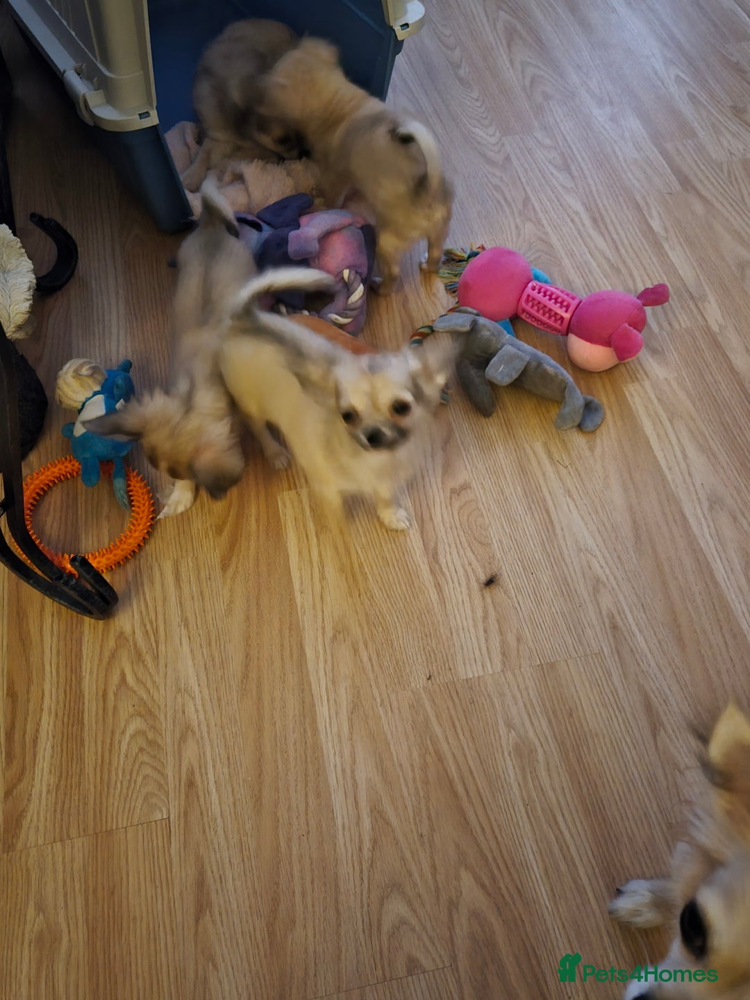 Chihuahua dogs for sale: Long haired chihuahua  - Image 4