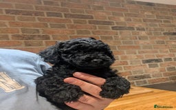 Cockapoo dogs for sale: Little black boy  - Image 2