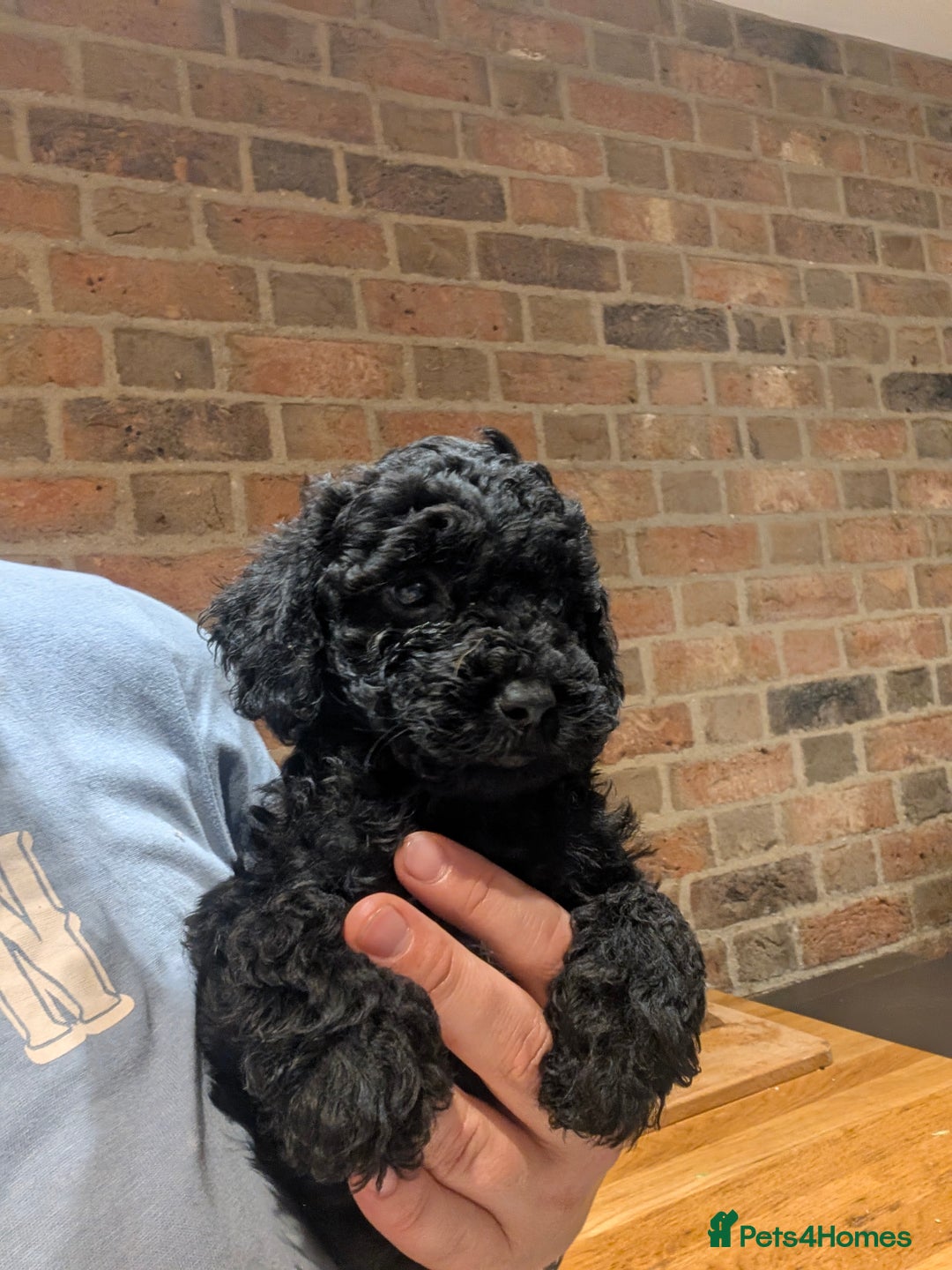 Cockapoo dogs for sale: Little black boy  - Image 2