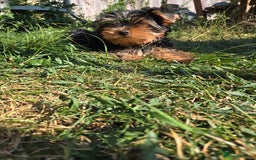 Yorkshire Terrier dogs for sale: Beautiful Yorkshire terrier  - Image 3