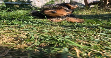 Yorkshire Terrier dogs - Advert 6