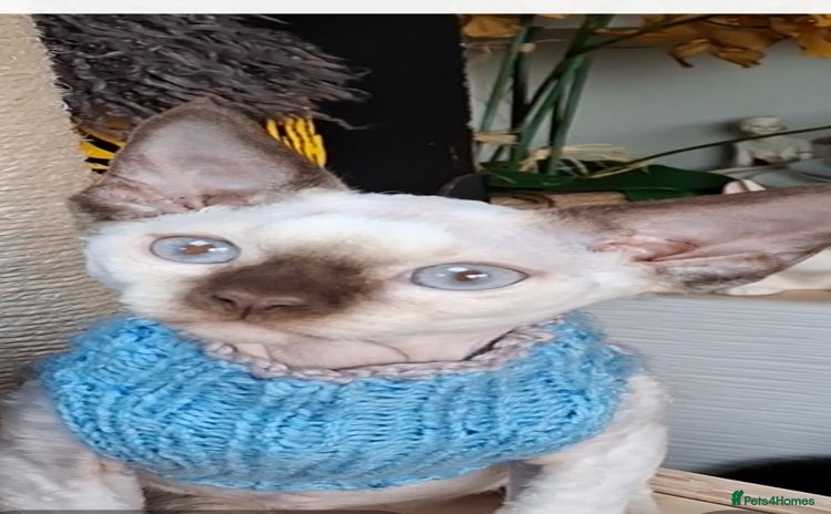 Devon Rex cats - Advert 1