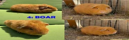 Guinea Pig rodents for sale: Guinea Pigs - Ready Now - Advert 8