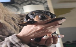 Miniature Dachshund dogs for sale: Miniature dachshunds  - Image 6