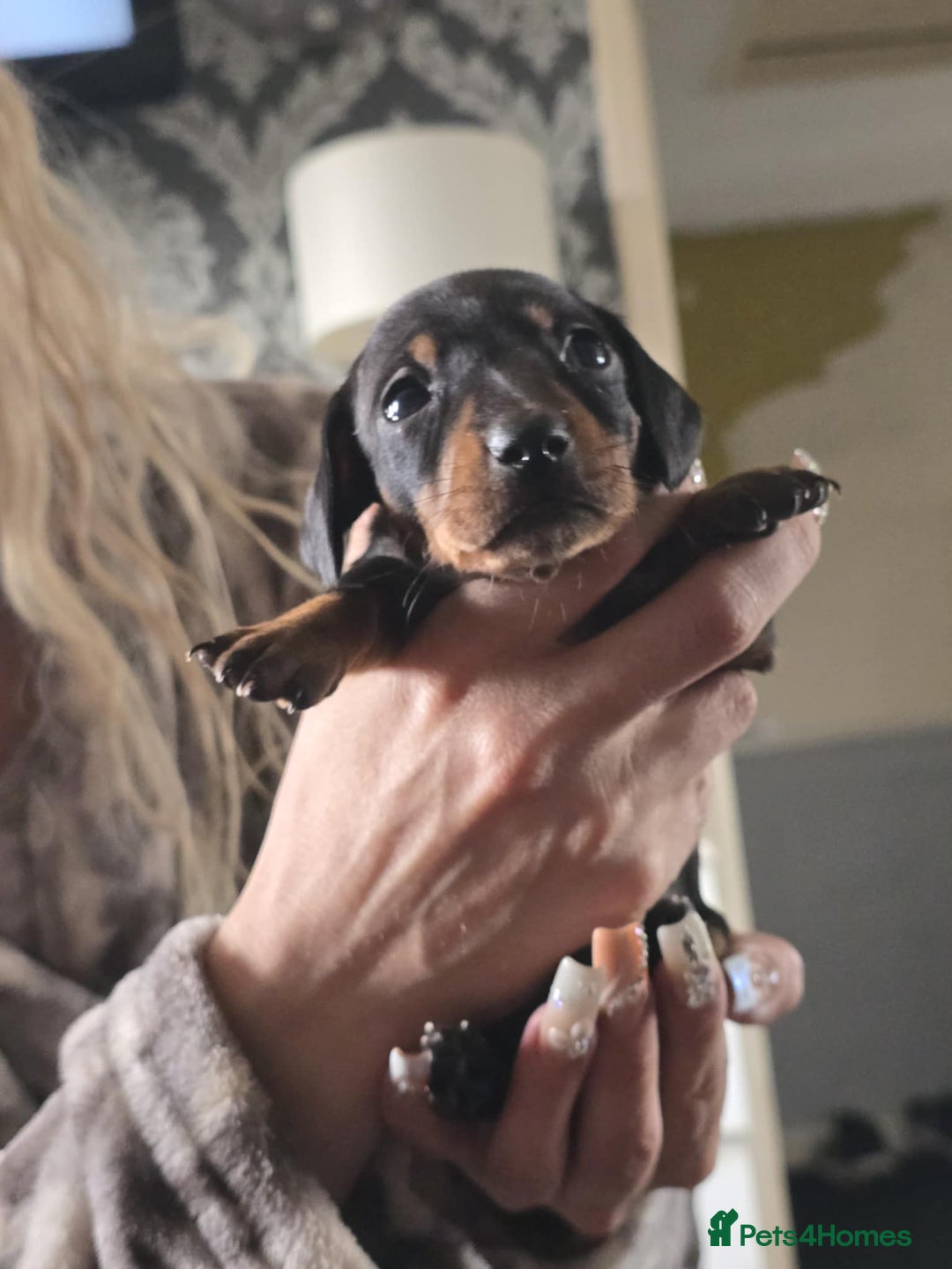 Miniature Dachshund dogs for sale: Miniature dachshunds  - Image 6