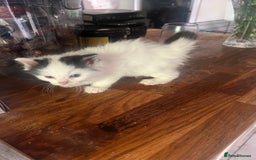 Ragdoll cats for sale: Persian ragdoll - Image 23