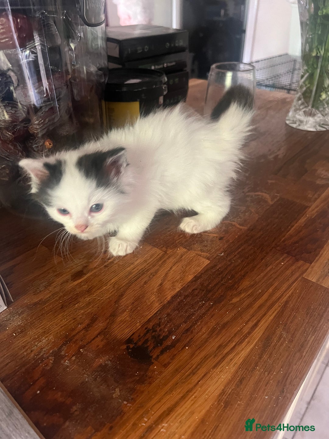 Ragdoll cats for sale: Persian ragdoll - Image 23