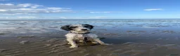 Cockapoo dogs for sale: Loving Home Wanted for Monty – 20 Month Cockapoo - Advert 6