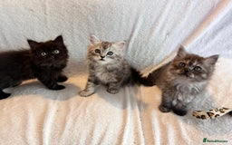 Persian cats for sale: 4 super friendly & playful Persian/Ragdoll babies - Image 9