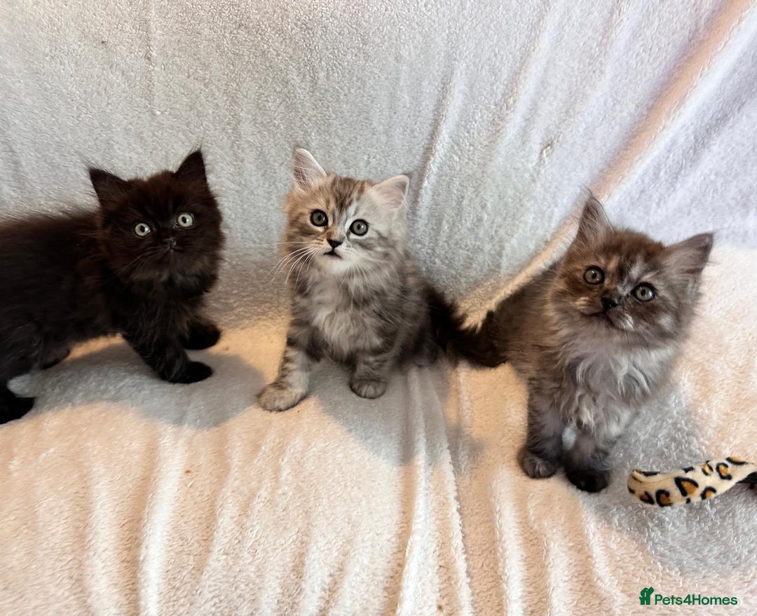 Persian cats for sale: 4 super friendly & playful Persian/Ragdoll babies - Image 9