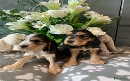 Cocker Spaniel dogs for sale: Health tested KC reg show type cocker spaniels  in Abergele - Image 1