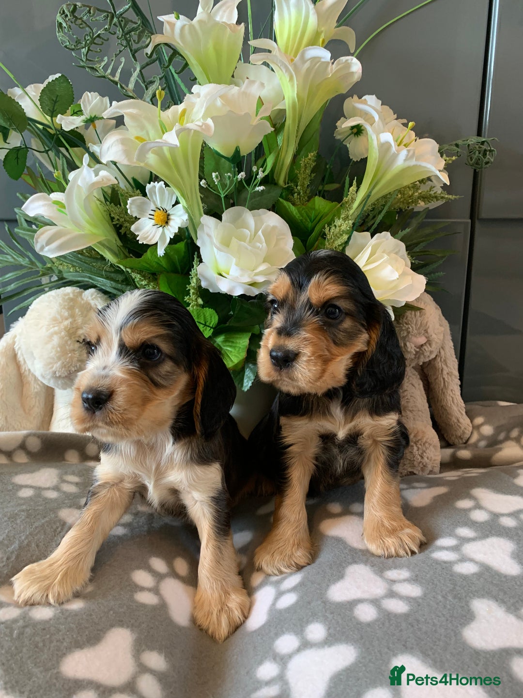Cocker Spaniel dogs for sale: Health tested KC reg show type cocker spaniels  in Abergele - Image 1