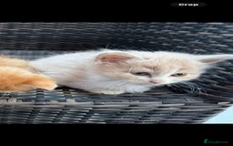 Exotic cats for sale: Ginger Kittens  - Image 8