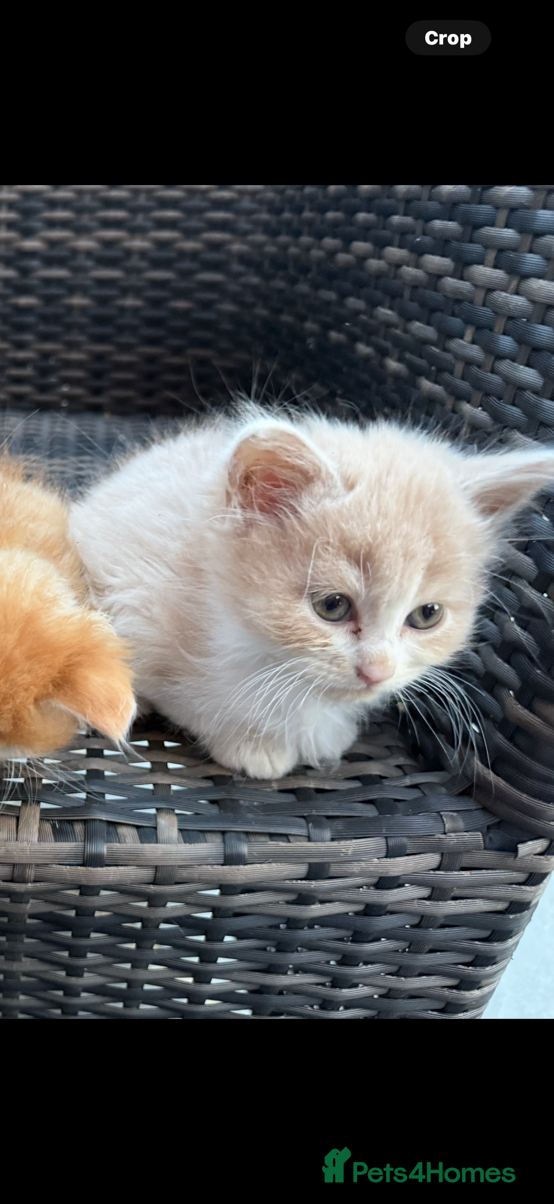 Exotic cats for sale: Ginger Kittens  - Image 8