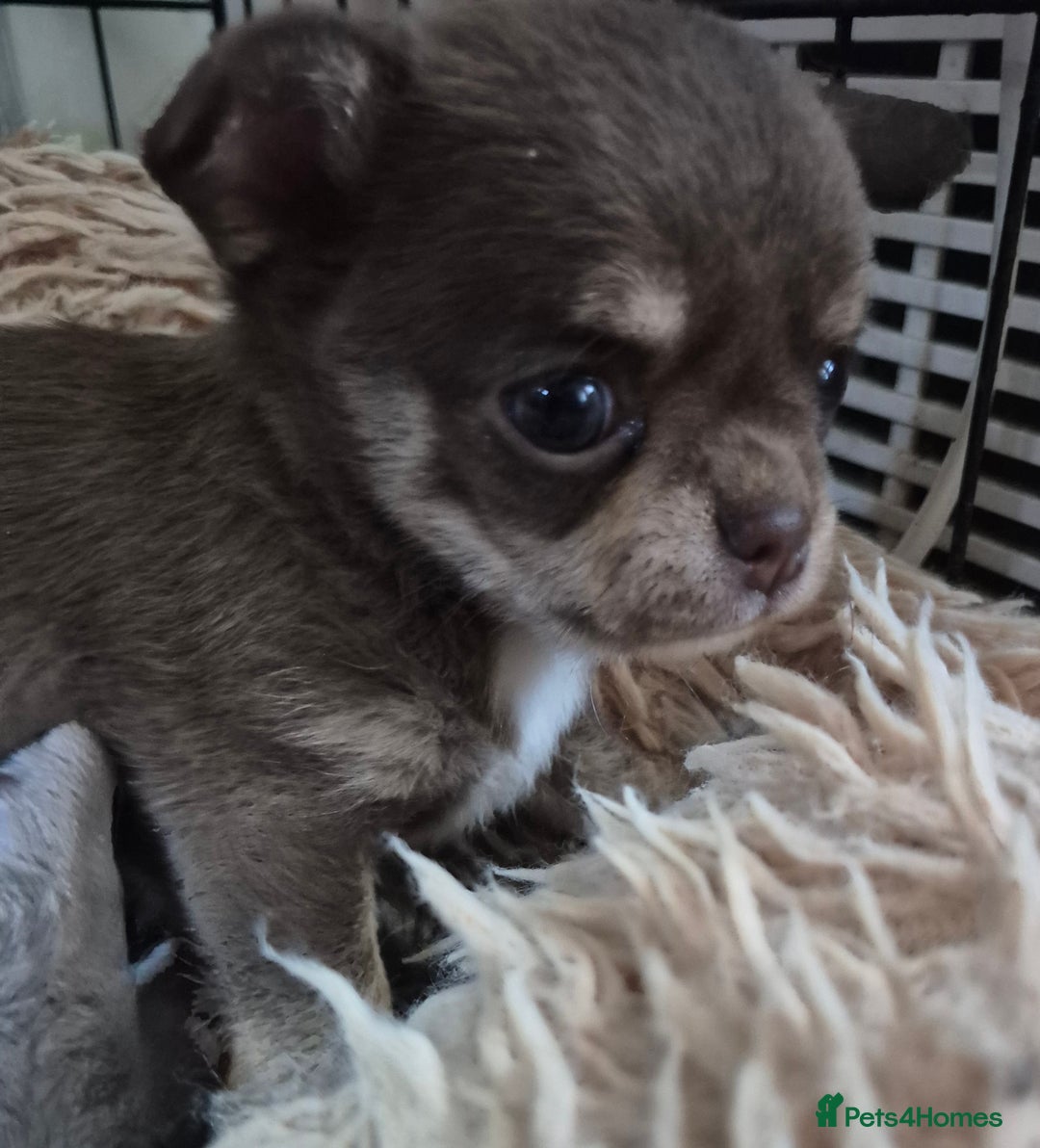 Chihuahua dogs for stud: KC lilac stud in Dagenham - Advert 23