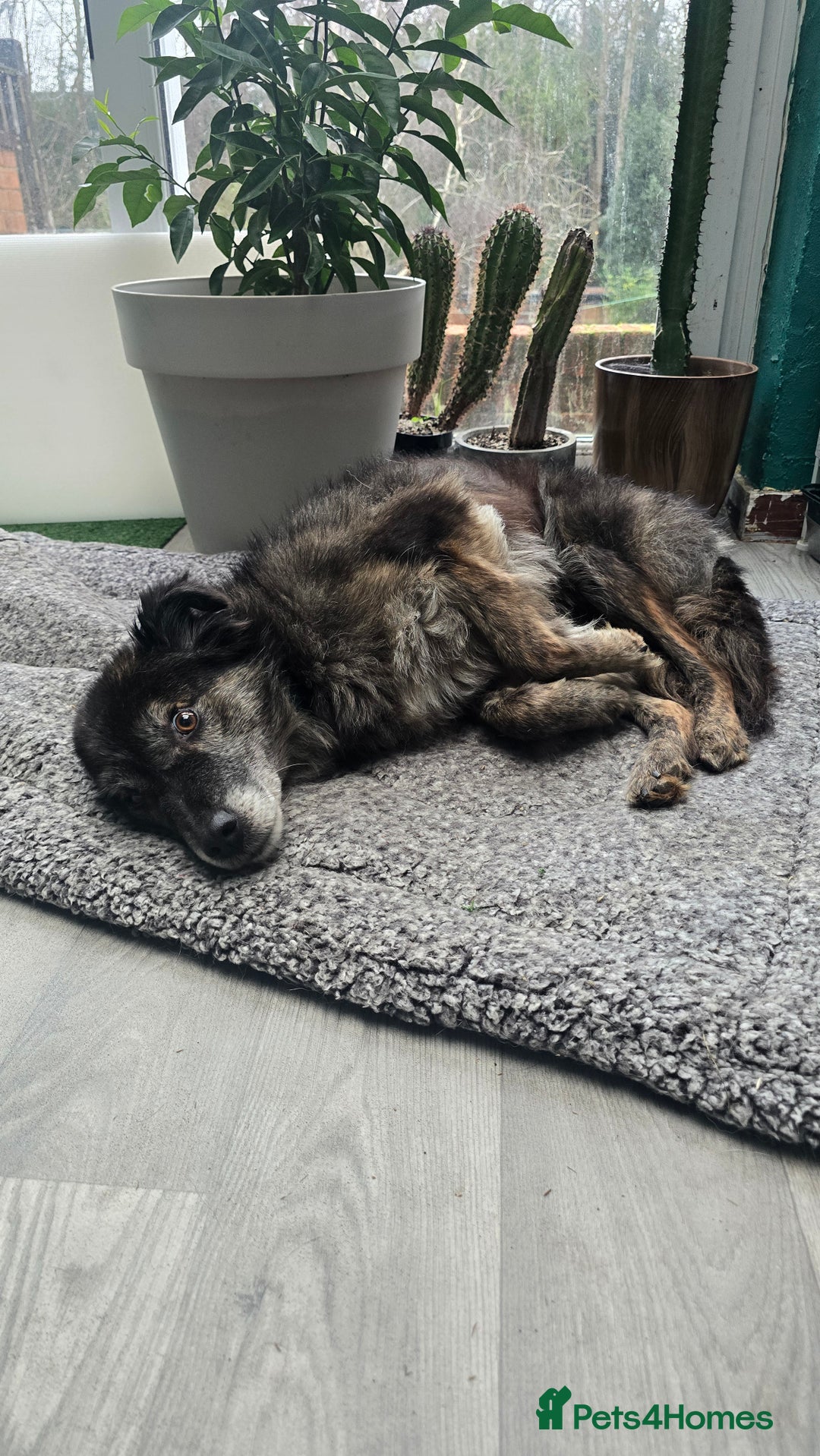 Mixed Breed dogs for adoption: Freya for adoption! - Advert 3