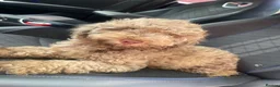 Cavapoo dogs for sale: Chocolate merle boy in Bolton - Advert 2
