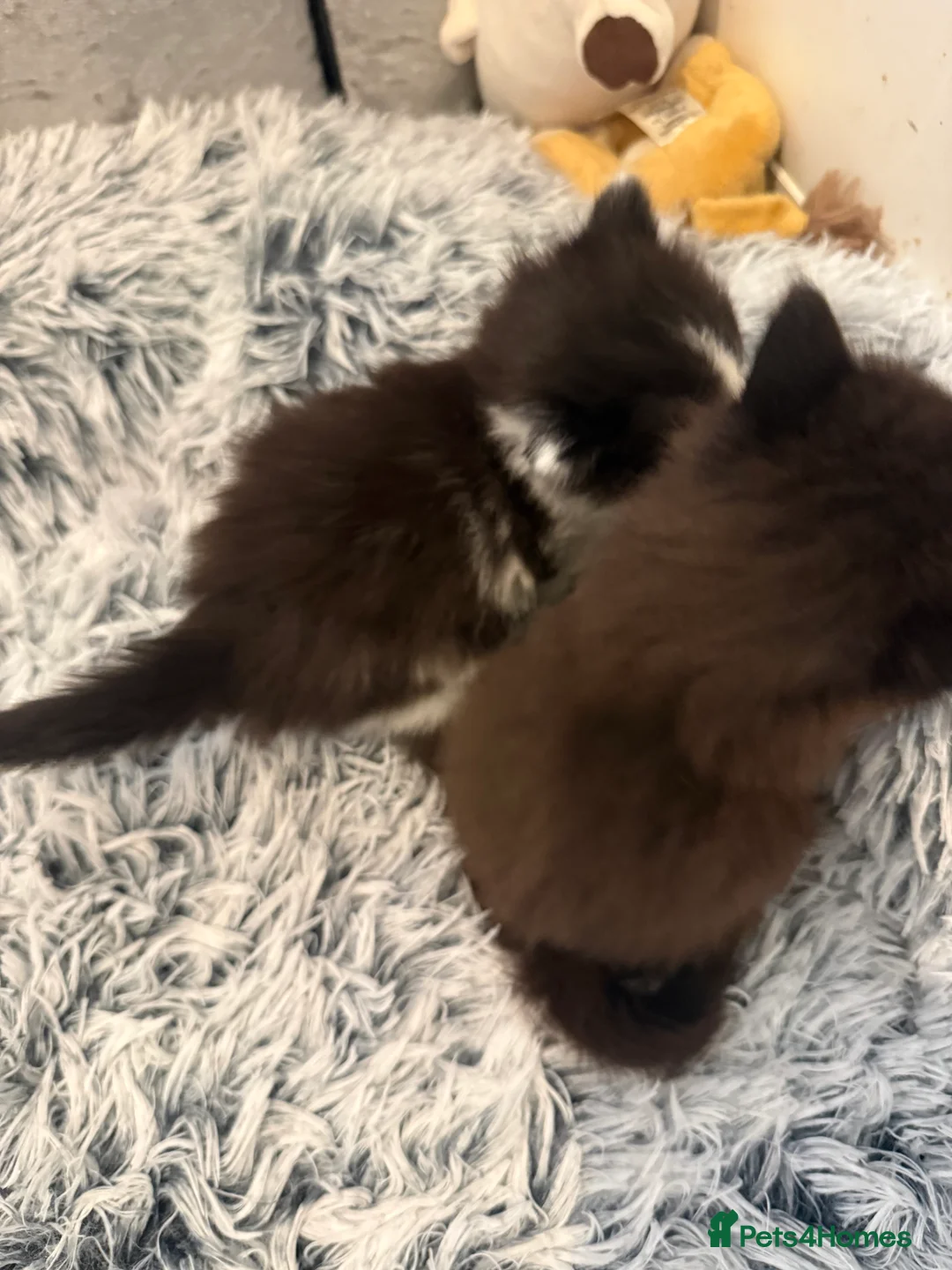 Mixed Breed cats for sale: Mixed kittens available  - Advert 2