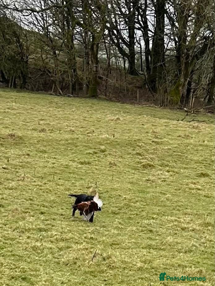 Cocker Spaniel dogs 🏆 🐾 Hunter's Famous Puppies Have Arrived! 🐾 - Advert 2