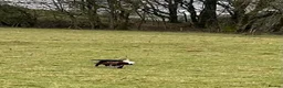 Cocker Spaniel dogs for sale: 🏆 🐾 Hunter's Famous Puppies Have Arrived! 🐾 - Advert 2
