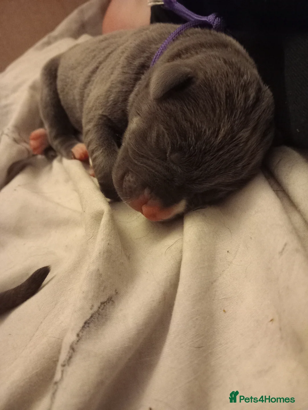 Cane Corso dogs for sale: 10 Cane Corso Puppies - Advert 2