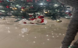 Maltese dogs for stud: Romeo - Full Korean Maltese Available for STUD  - Image 7