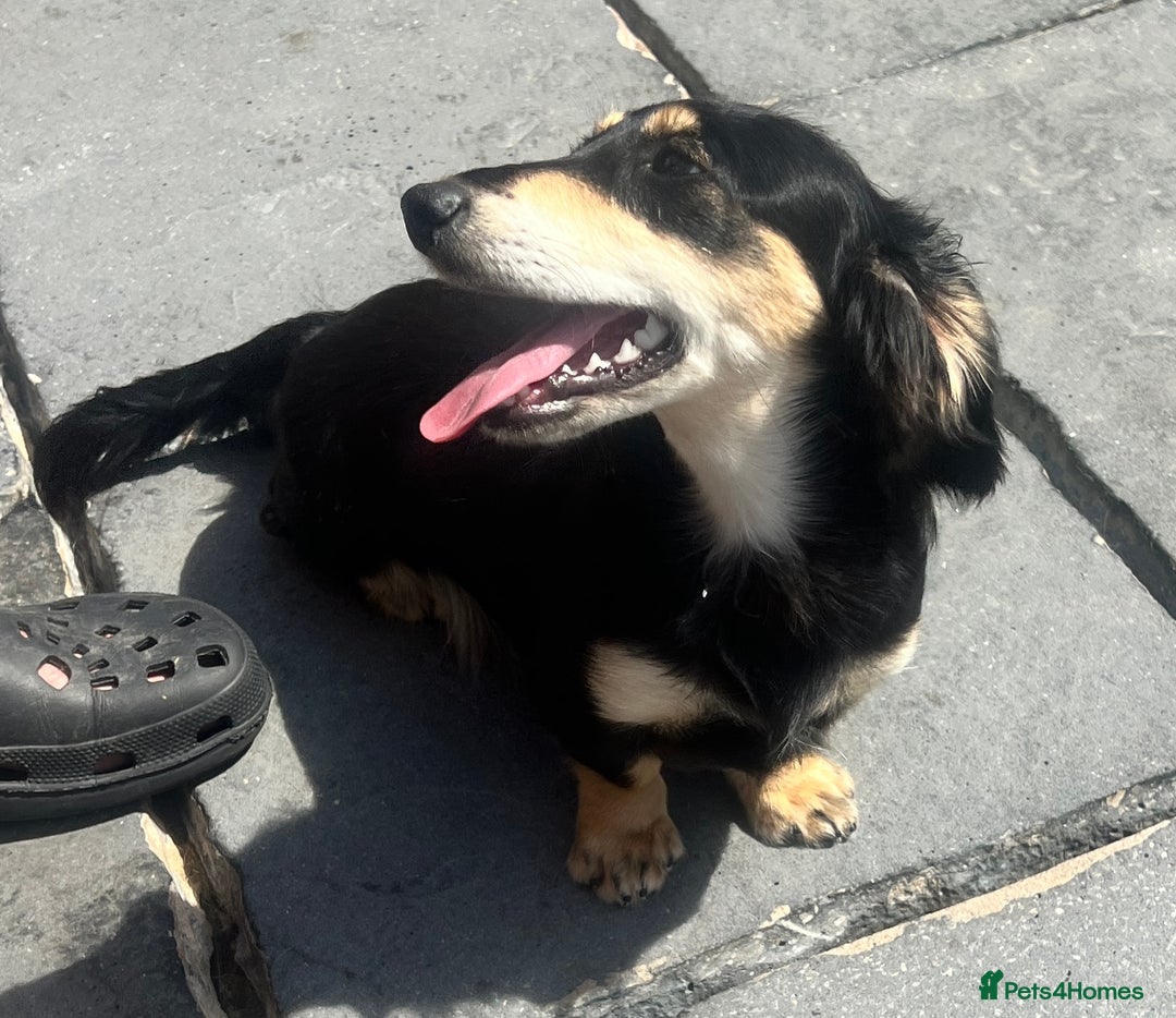 Miniature Dachshund dogs for sale: Cream Longhair Miniature Dachunds Ready Now - Image 16