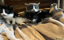 Mixed Breed cats for sale: Beautiful kittens - Image 6