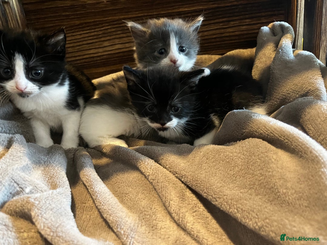 Mixed Breed cats for sale: Beautiful kittens - Image 6