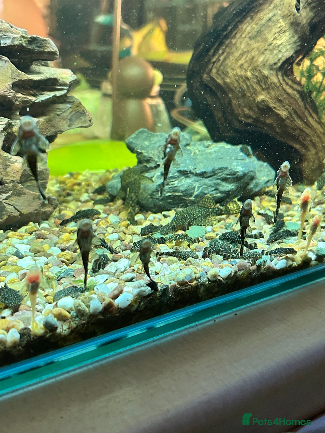 Plecos fish for sale: Juvenile Bristlenose Plecos  - Image 4