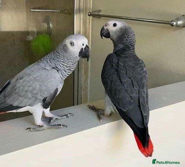 Parrots birds Congo African Grey Parrots Available - Advert 5