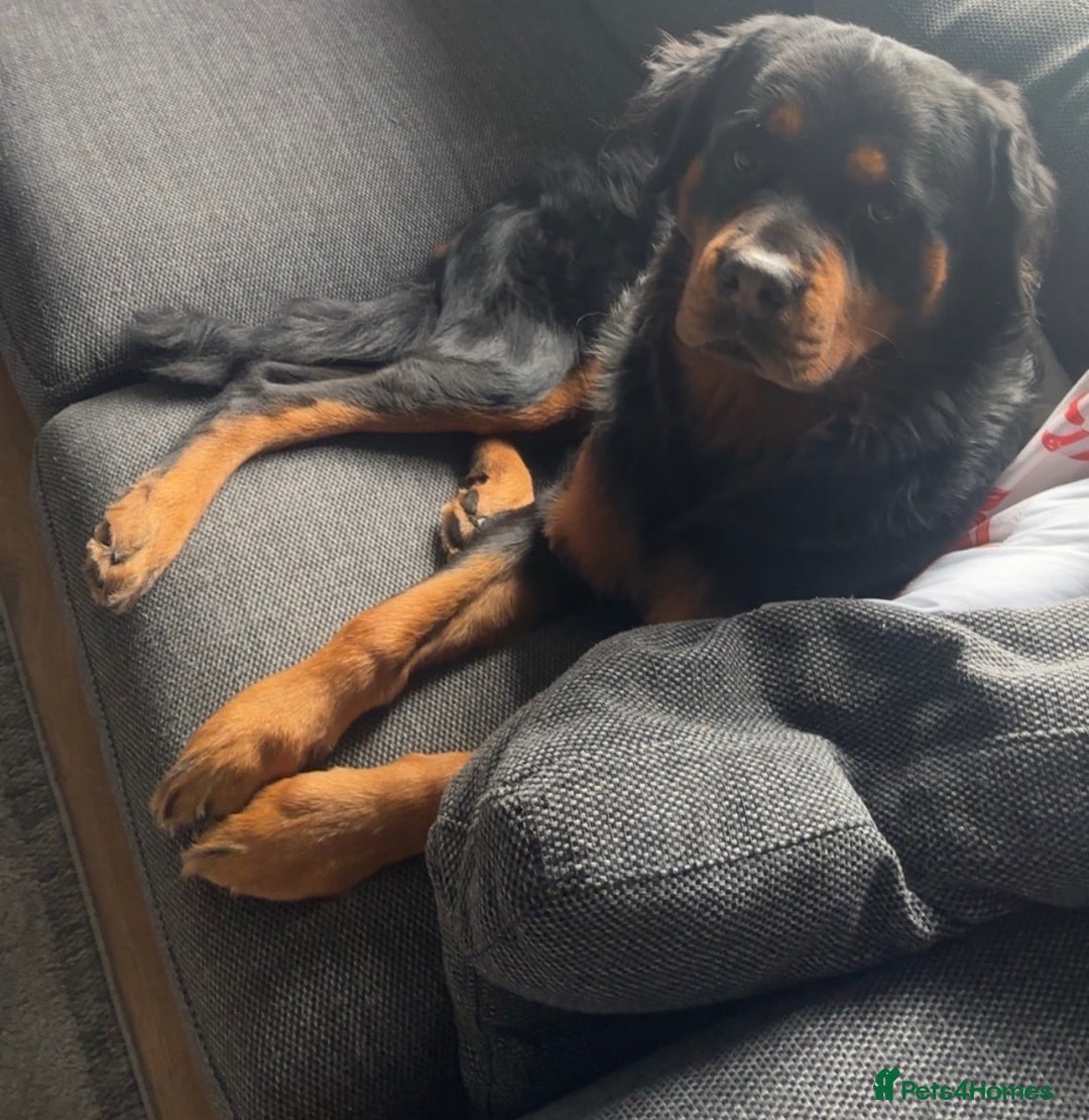 Mixed Breed dogs for sale: Male RottweilerxBernese Mountain dog - 2 years old - Advert 2