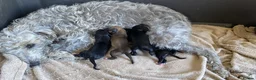 Mixed Breed dogs for sale: Bedlington Whippet Puppies 🐶🐾🐾 - Advert 7