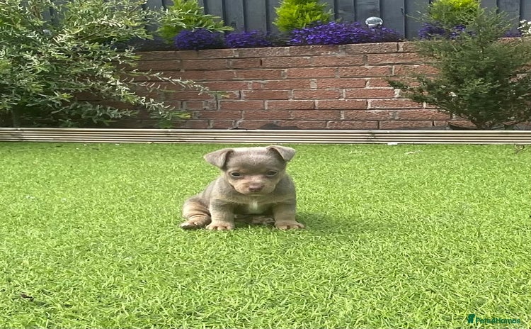 Jack Russell dogs - Advert 4