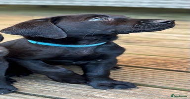 Labrador Retriever dogs in Bewdley - Advert 16