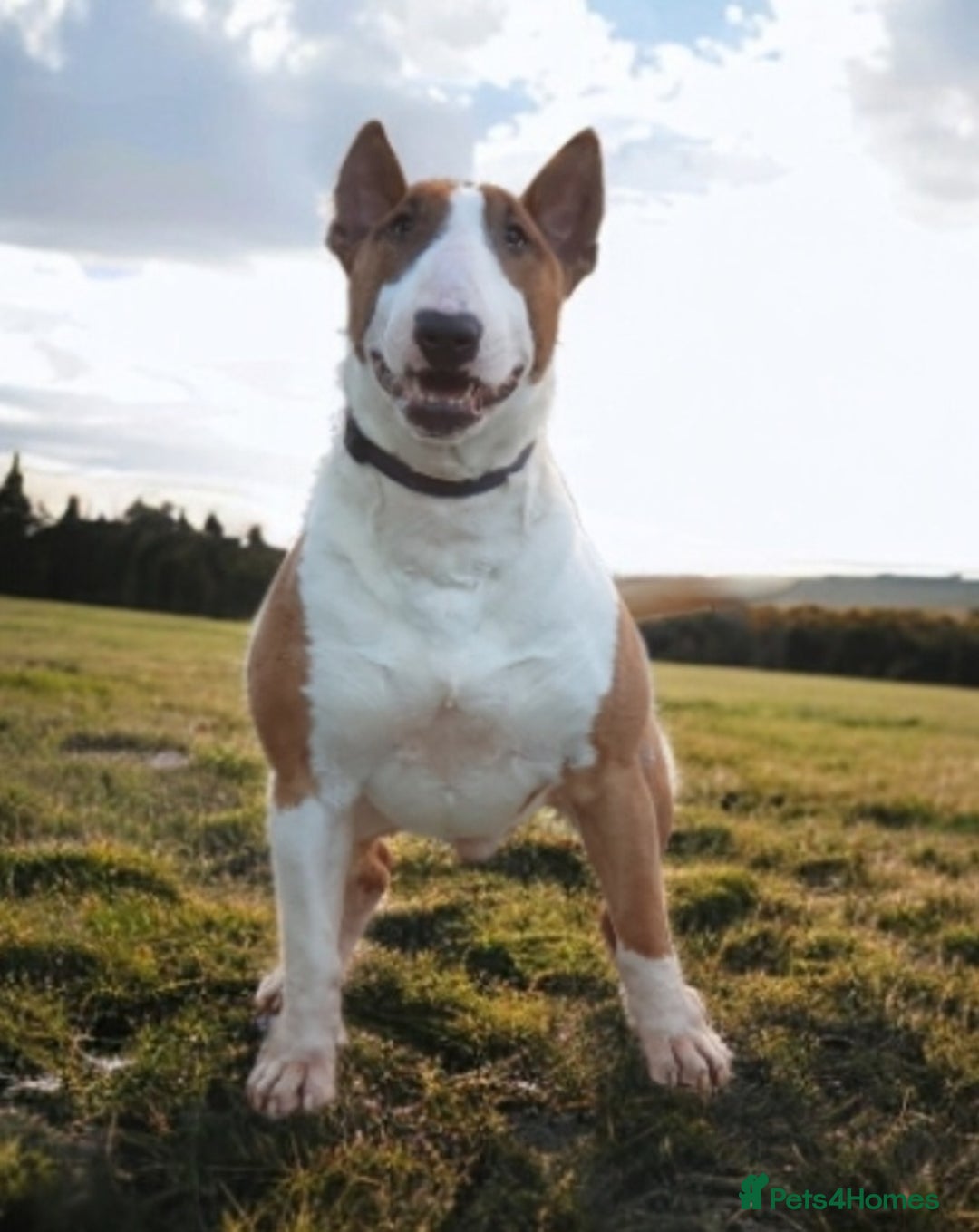 English Bull Terrier dogs for stud: Bull terrier at stud  fully health tested  - Image 5