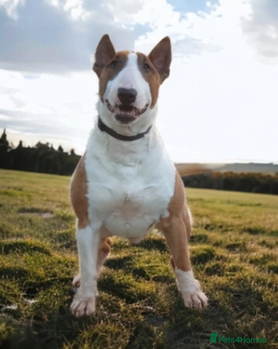 English Bull Terrier dogs for stud: Bull terrier at stud  fully health tested  - Advert 9