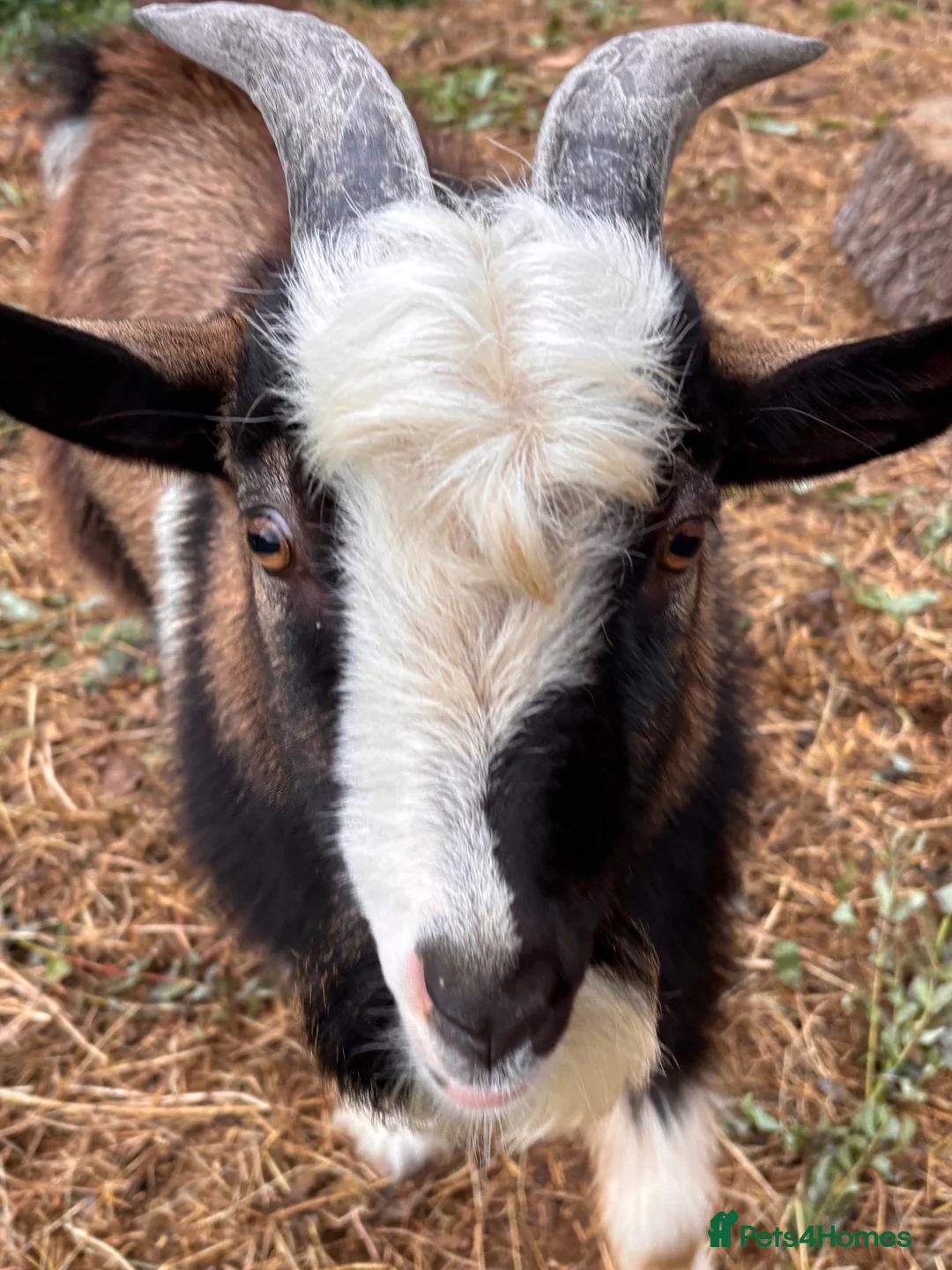 Goats livestock for sale: Robbie Our Pygmy Goat Intact Friendly   - Advert 1