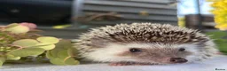 Pygmy Hedgehog rodents for sale: Boy African Pygmy Hedgehog Ethnical breeding mixed - Advert 11