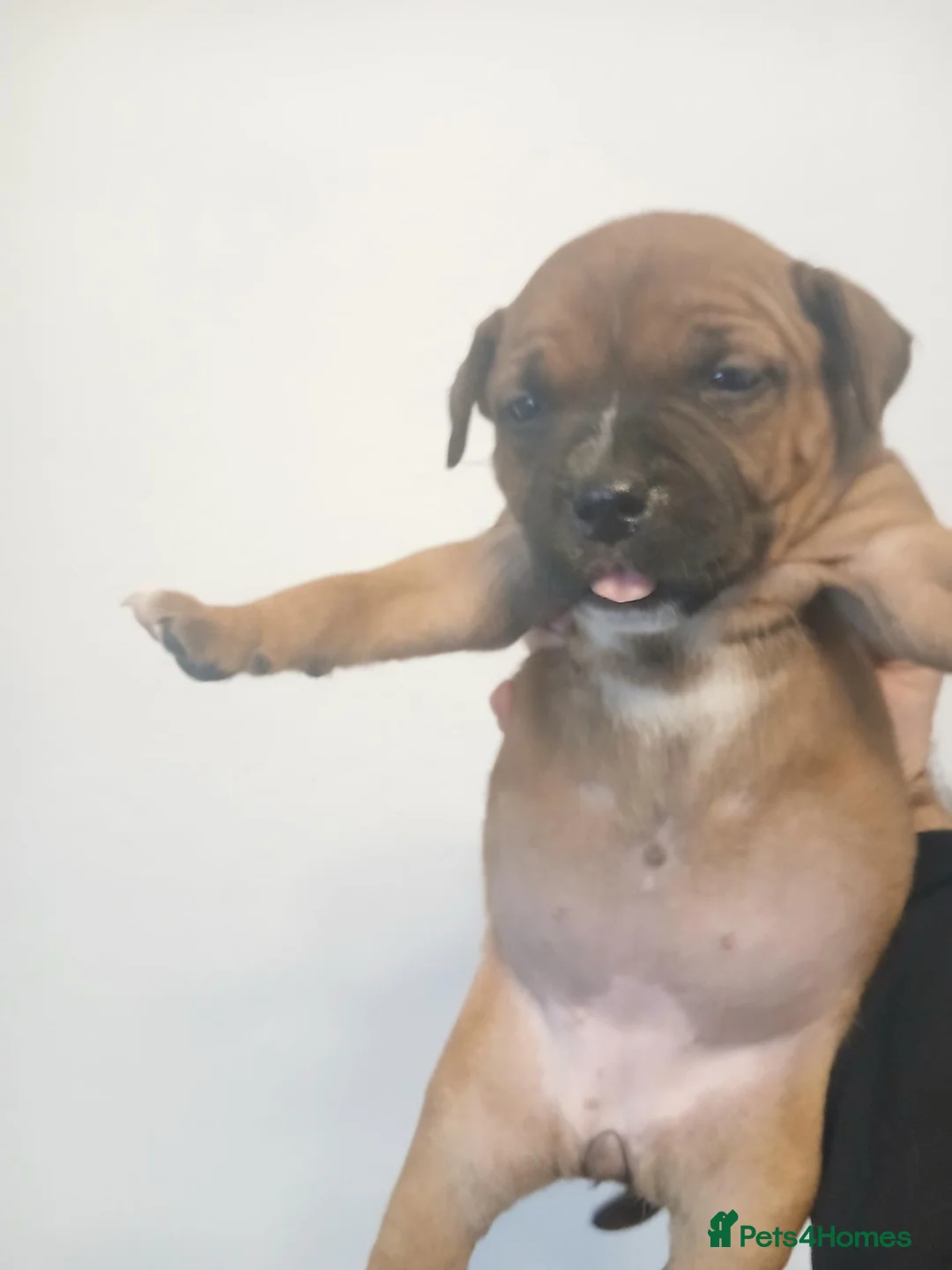Staffordshire Bull Terrier dogs for sale:  red staffordshire bullterrier puppies 🐶  - Advert 18