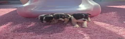 Jack Russell dogs for sale: Jack russell pups  - Advert 10