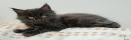 Maine Coon cats for sale: Stunning Maine Coon Kittens – Ready Now - Advert 7
