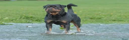 Rottweiler dogs for sale: One Rottweiler puppy available (female) - Advert 10